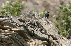 Monticole/Merle bleu - Blue Rock-Thrush ()