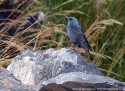 Monticole/Merle bleu - Blue Rock-Thrush ()