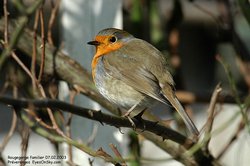 Rougegorge familier - European Robin ()