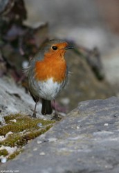 Rougegorge familier - European Robin ()