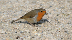 Rougegorge familier - European Robin ()