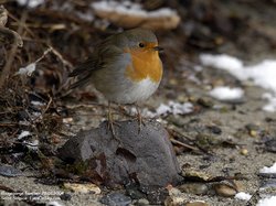 Rougegorge familier - European Robin ()