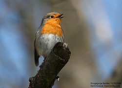 Rougegorge familier - European Robin ()