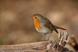 Rougegorge familier - European Robin ()