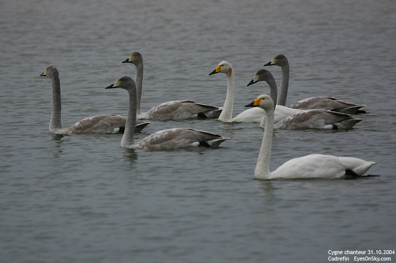 Nature/Birds/Ci/cygne_chanteur_IMG_8027.jpg