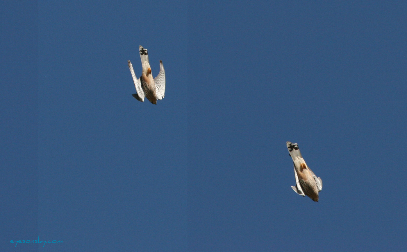 Nature/Birds/E-F/faucon-crecerelle-IMG_6638.jpg