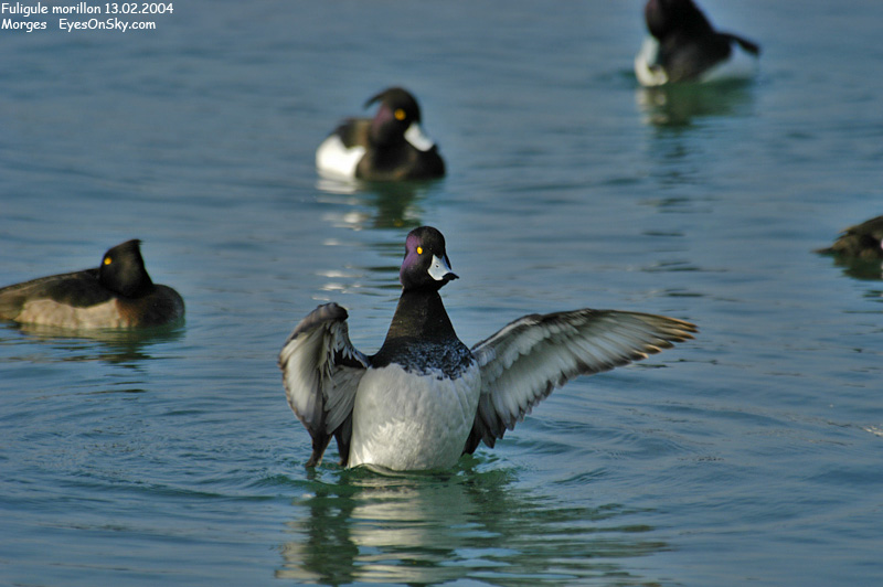 Nature/Birds/E-F/fuligule_morillon_DSC_5823.jpg