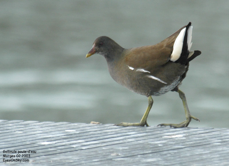 Nature/Birds/G/gallinule_poule_d_eau_DSC_3917.jpg