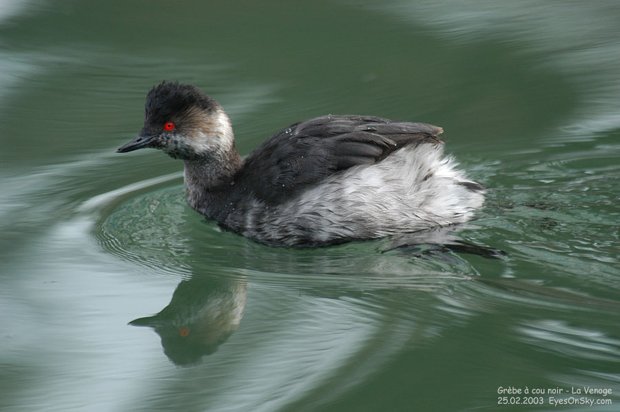 Nature/Birds/G/grebe_a_cou_noir_DSC_4357.jpg