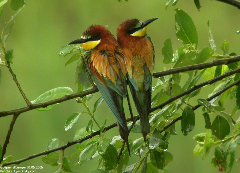 Nature/Birds/G/guepier_deurope_DSCN3690.jpg