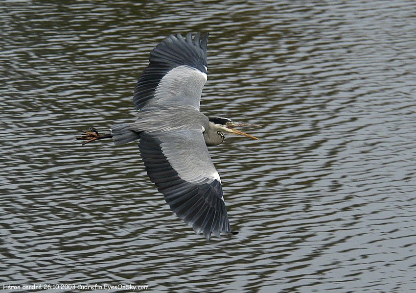 Nature/Birds/H-I/heron_cendre_DSC_4045.jpg