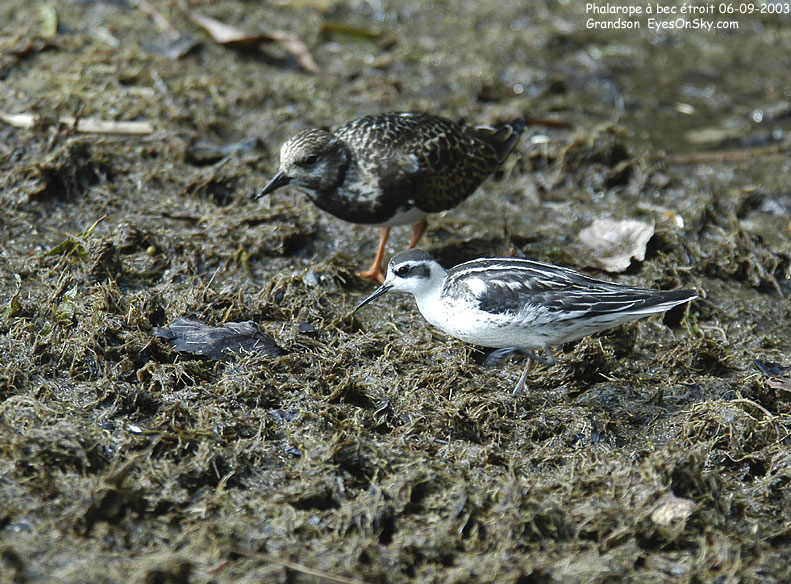 Nature/Birds/P/phalarope_a_bec_etroit_DSC_2798.jpg