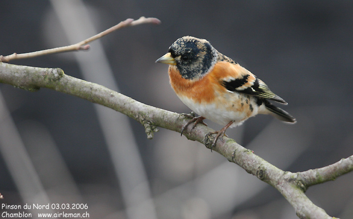 Nature/Birds/P/pinson_du_nord_IMG_3868.jpg