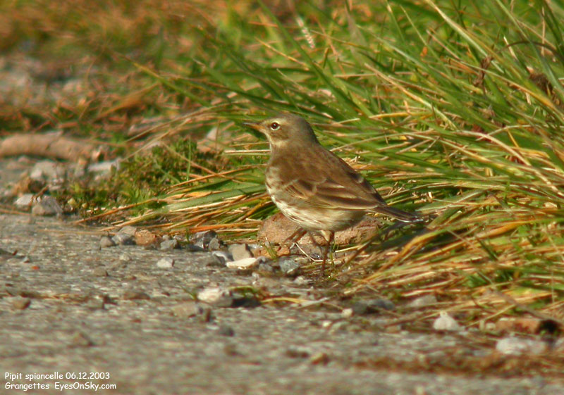 Nature/Birds/P/pipit_spioncelle_DSCN0154.jpg