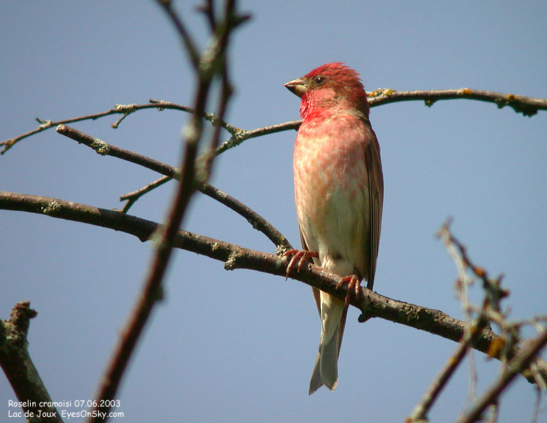 Nature/Birds/Q-S/roselin_cramoisi_DSCN9534.jpg