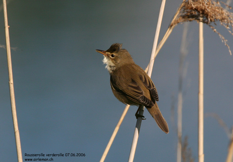 Nature/Birds/Q-S/rousserolle_verderolle_IMG_9024.jpg