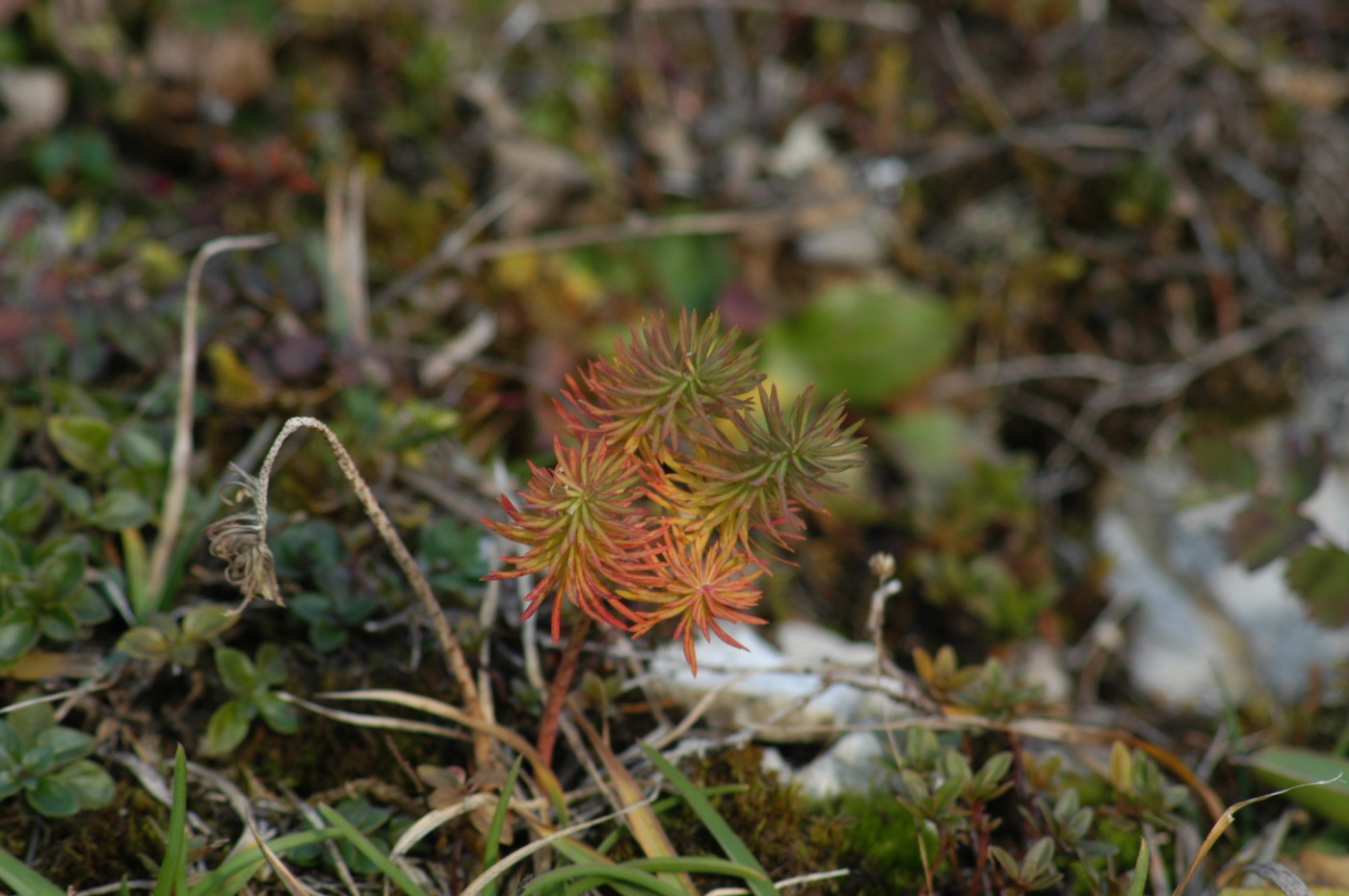 Nature/Flore/DSC_2202.jpg