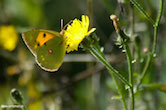 randimg/nature