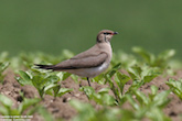 randimg/nature