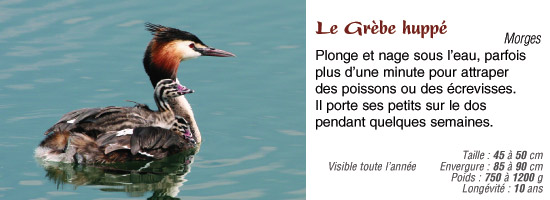 Les oiseaux des lacs
