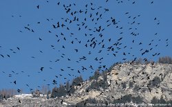 Chocard à bec jaune - Yellow-billed Chough ()