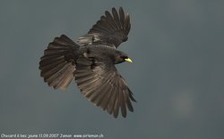 Chocard à bec jaune - Yellow-billed Chough