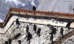 Chocard à bec jaune - Yellow-billed Chough (Canon EOS 30D 1/2500 F5 iso200 300mm)