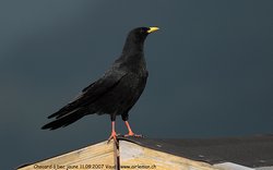 Chocard à bec jaune - Yellow-billed Chough ()
