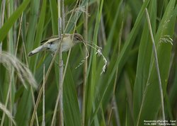 Rousserolle effarvatte - Eurasian Reed-Warbler ()