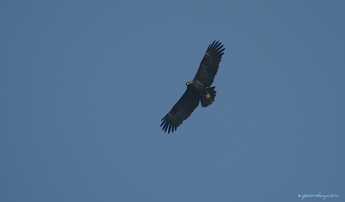 Nature/Birds/A/aigle_criard_DSC_4298.jpg