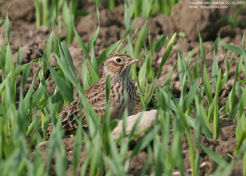 Nature/Birds/A/alouette_des_champs_IMG_3973.jpg