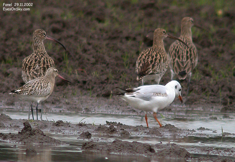 Nature/Birds/Ba/barge_rousse_DSCN7180g.jpg