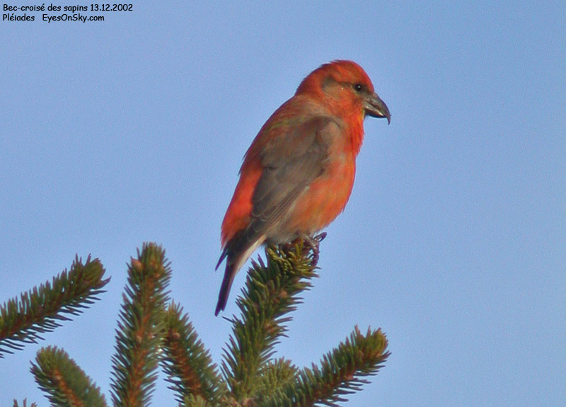 Nature/Birds/Ba/bec_croise_des_sapins_DSCN7501g.jpg