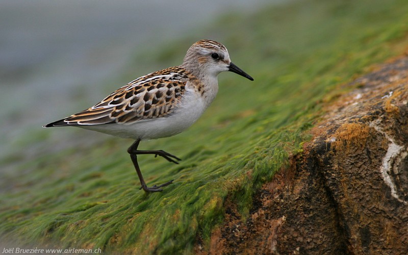 Nature/Birds/Ba/becasseau-minute-IMG_0154.jpg
