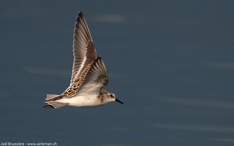 Nature/Birds/Ba/becasseau-minute-IMG_0340.jpg