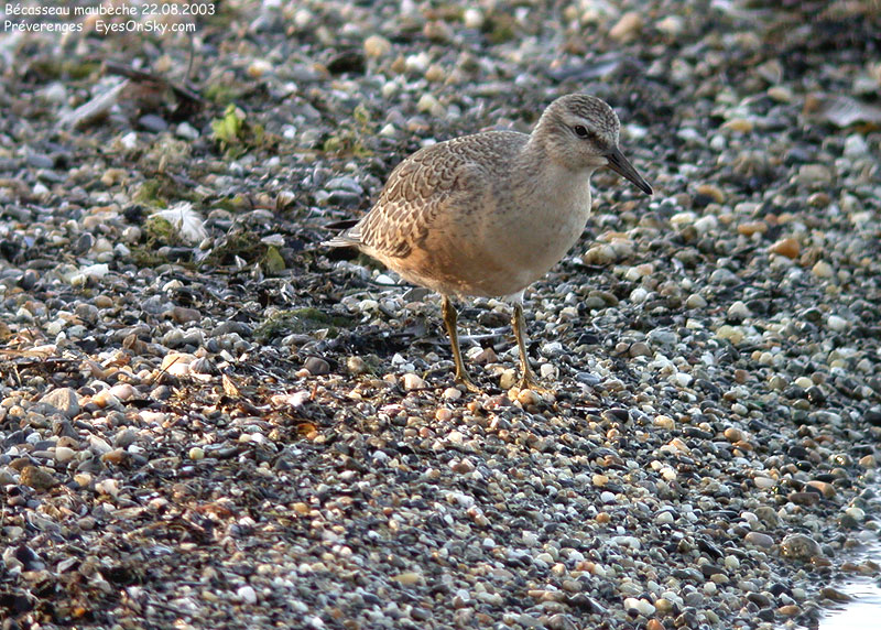 Nature/Birds/Ba/becasseau_maubeche_DSCN0064.jpg