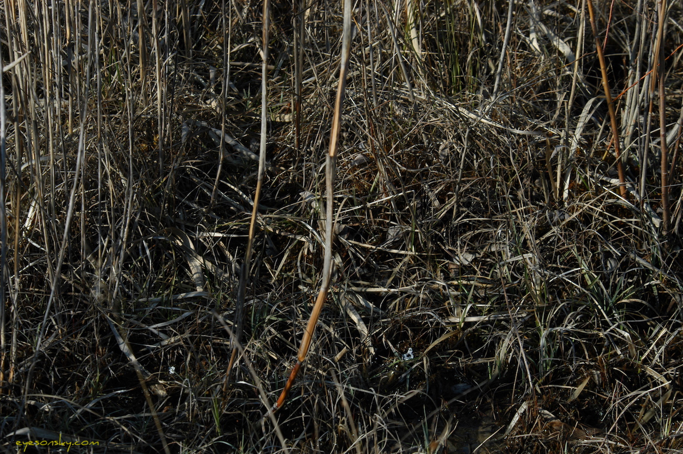 Nature/Birds/Ba/becassine_sourde_DSC_4632a.jpg