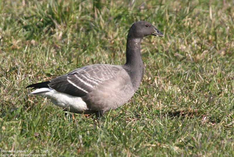Nature/Birds/Ba/bernache_cravant_IMG_9550.jpg
