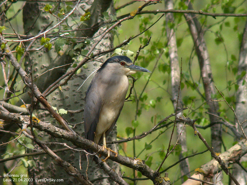 Nature/Birds/Ba/bihoreau_gris_DSCN9804.jpg
