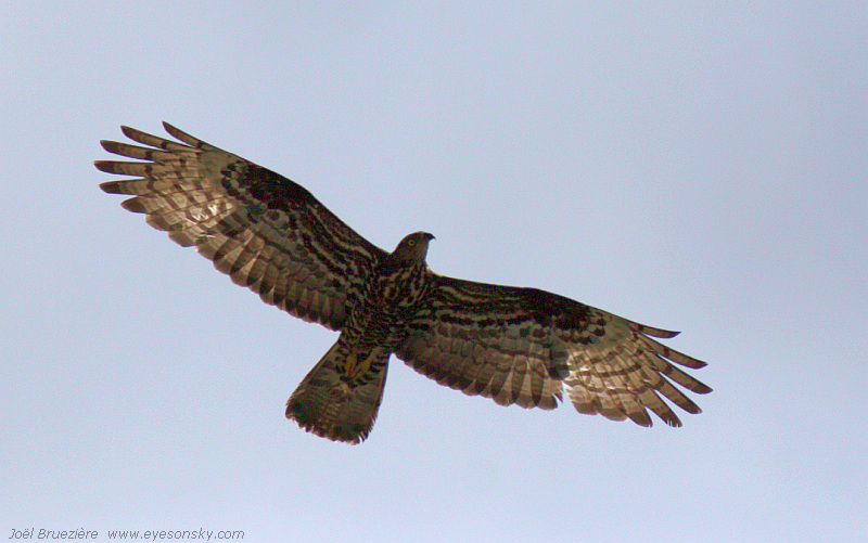 Nature/Birds/Bl/bondree-apivore-IMG_4856.jpg