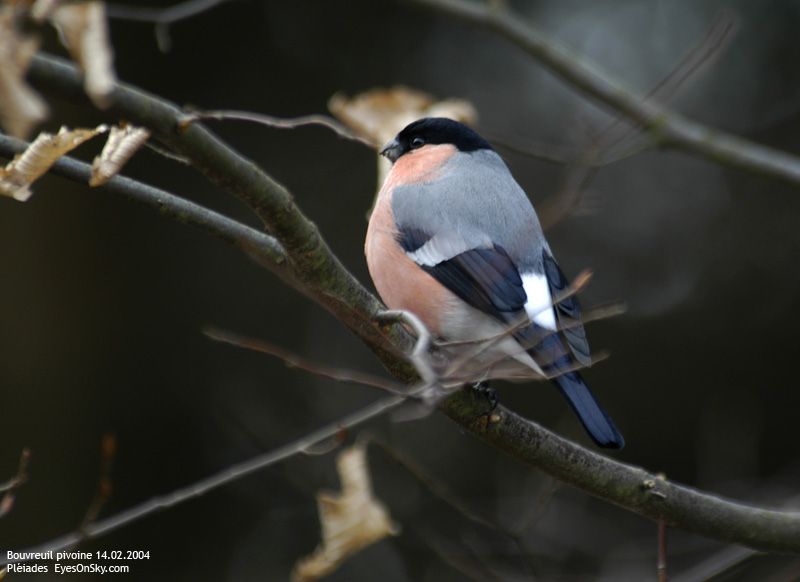 Nature/Birds/Bl/bouvreuil_pivoine_DSC_5905.jpg