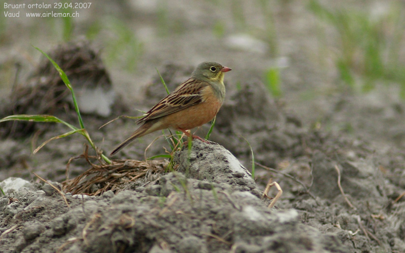 Nature/Birds/Bl/bruant-ortolan-IMG_2054.jpg