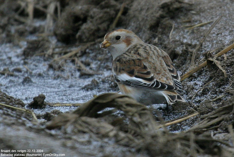 Nature/Birds/Bl/bruant_des_neiges_IMG_9873.jpg