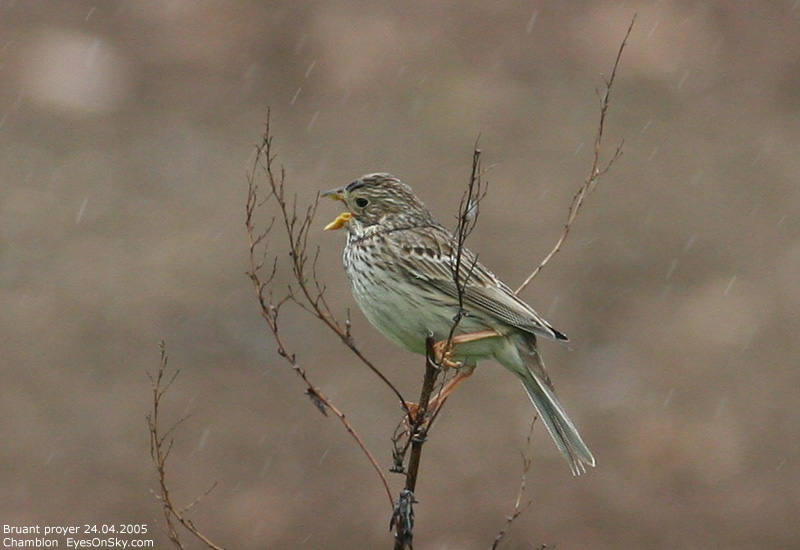 Nature/Birds/Bl/bruant_proyer_IMG_1327.jpg