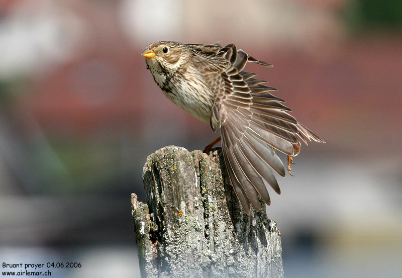 Nature/Birds/Bl/bruant_proyer_IMG_8765.jpg