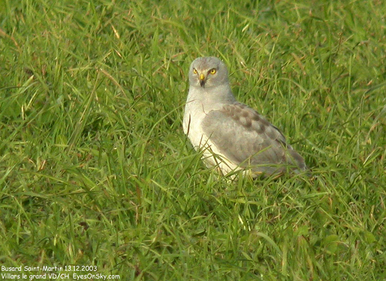 Nature/Birds/Bl/busard_saint_martin_DSCN0430.jpg