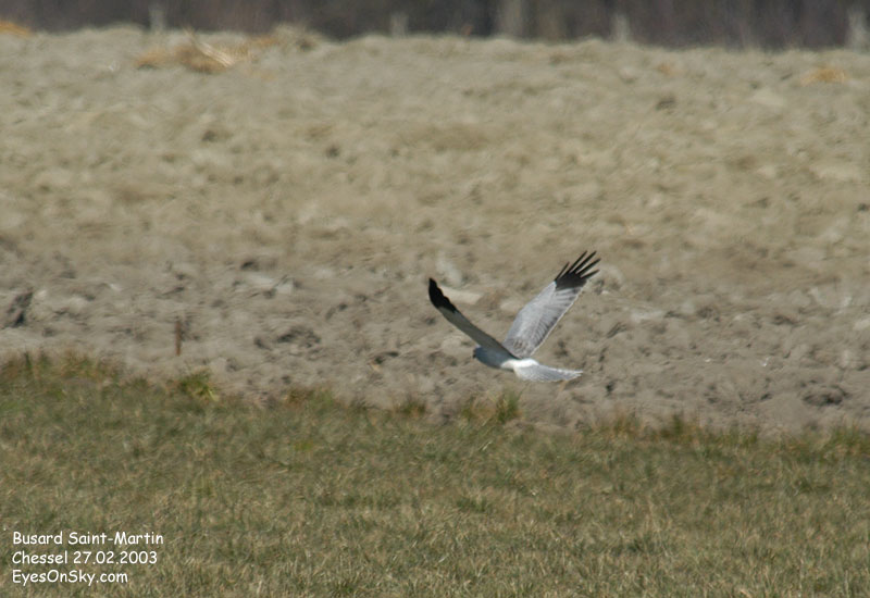 Nature/Birds/Bl/busard_saint_martin_DSC_4409.jpg