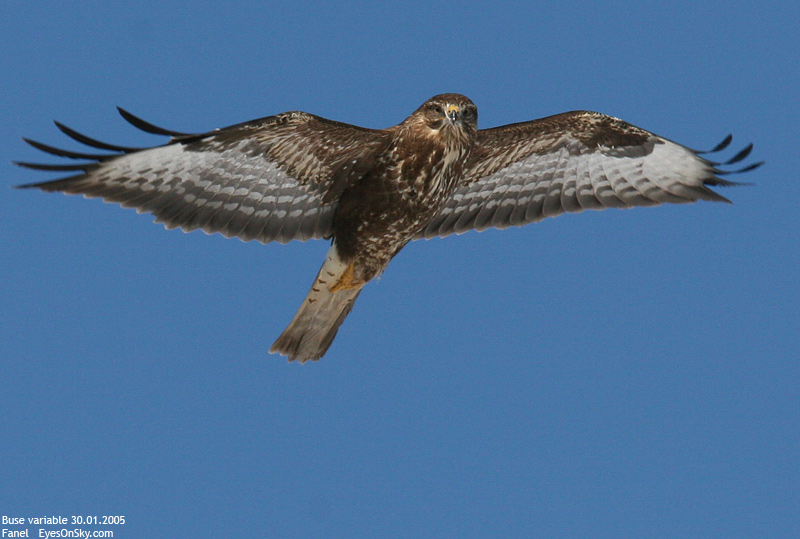 Nature/Birds/Bl/buse_variable_IMG_1945.jpg