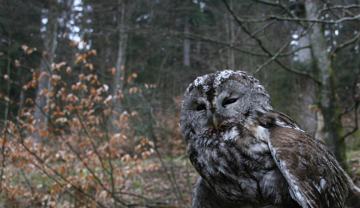 Nature/Birds/Ca/Chouette-hulotte-IMG_6935.jpg