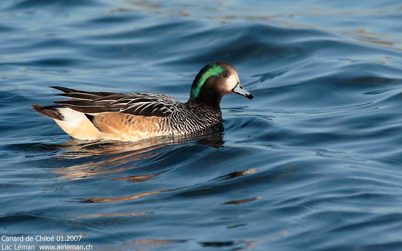 Nature/Birds/Ca/canard-de-chiloe_IMG_0672.jpg